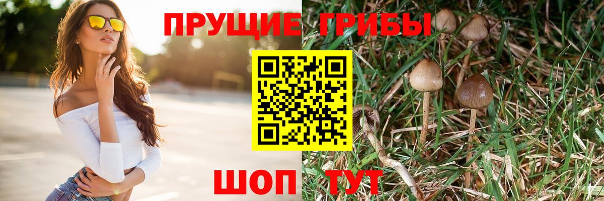 Галлюциногенные грибы GOLDEN TEACHER  Псилоцибиновые грибы прущие грибы  Вход с VPN  где найти   Шали 